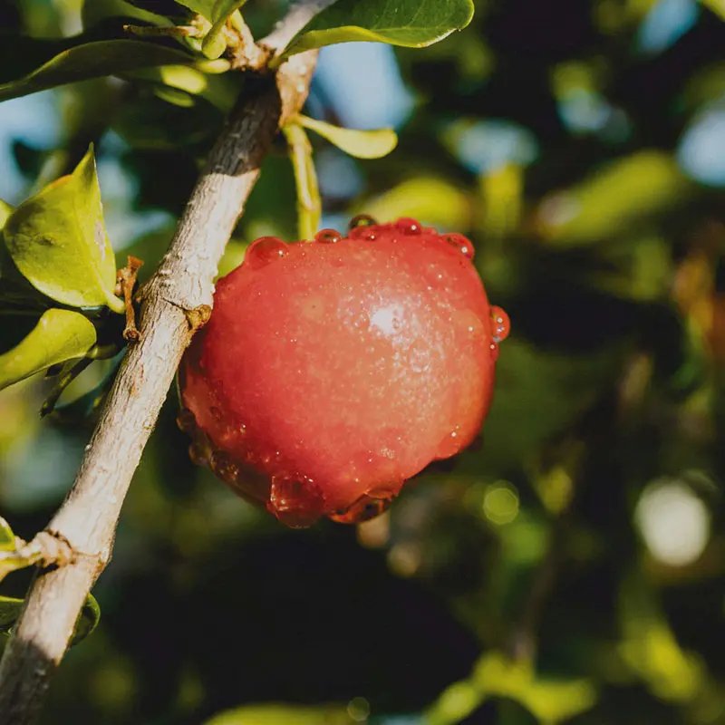 Acerola