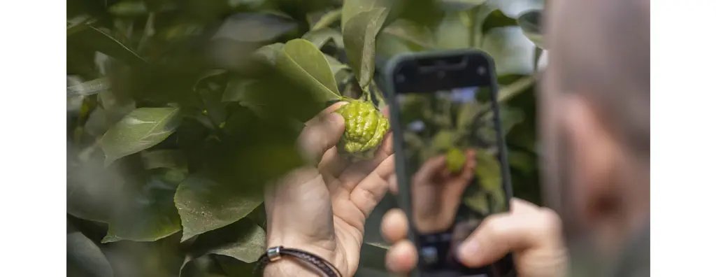 Photographing fruit