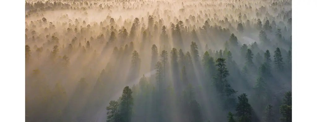 Forest during sunset