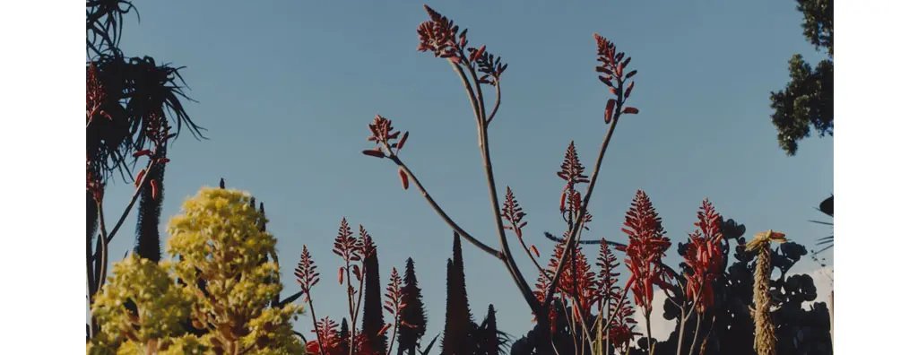 Succulents