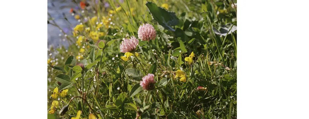A field with wild flowers