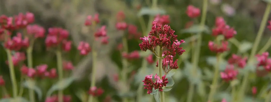 Field with pink flowers