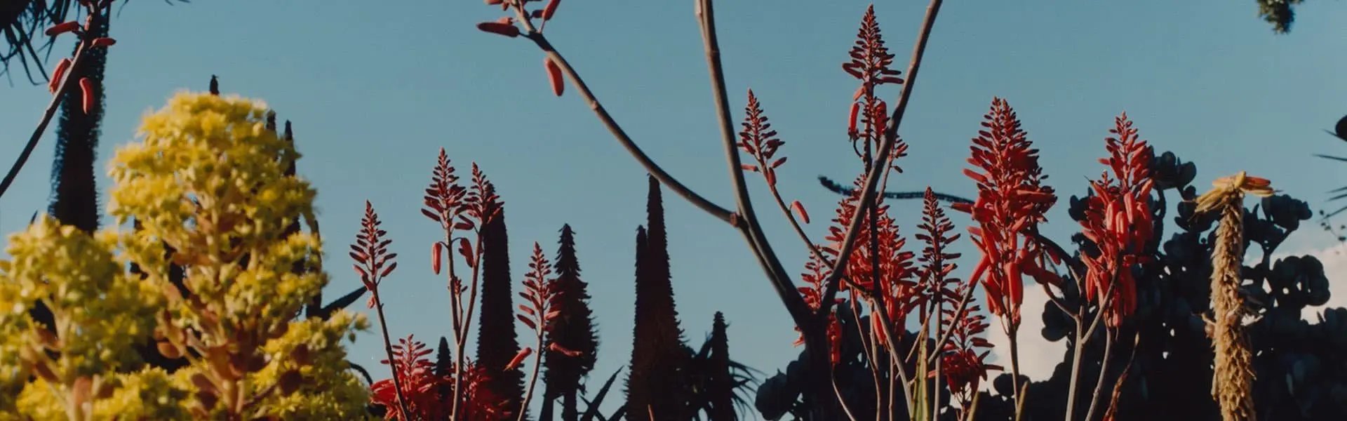 Succulents