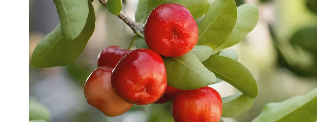 Acerola