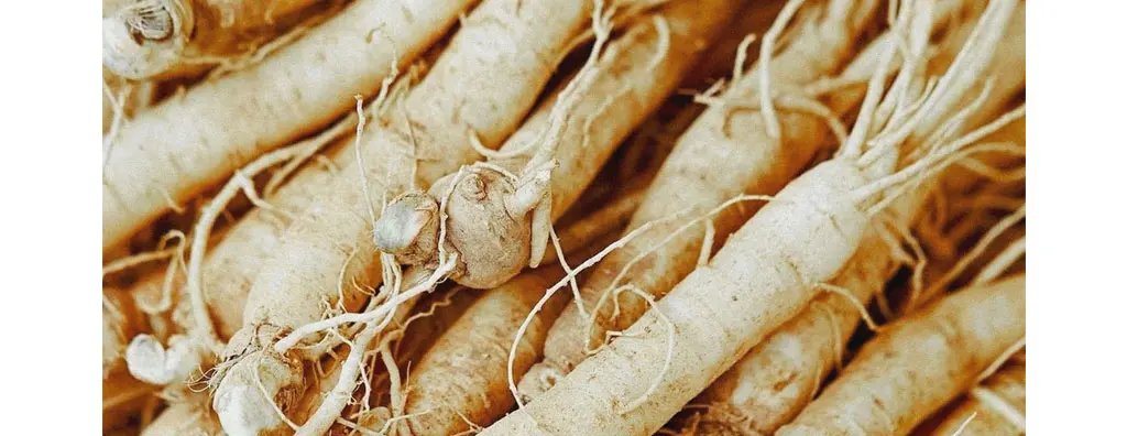 American ginseng