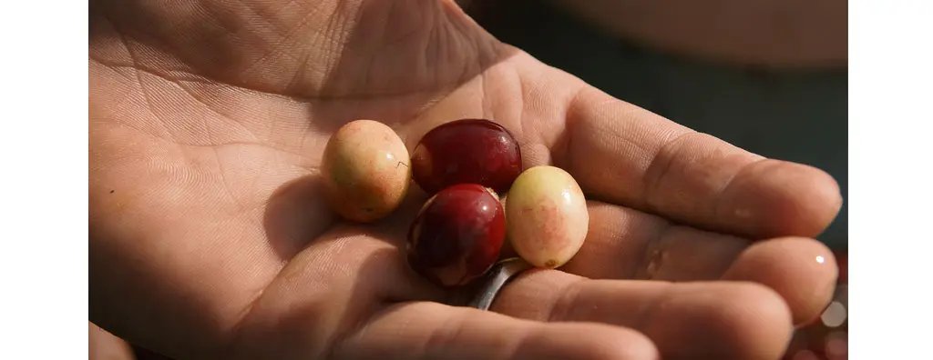 Cranberries