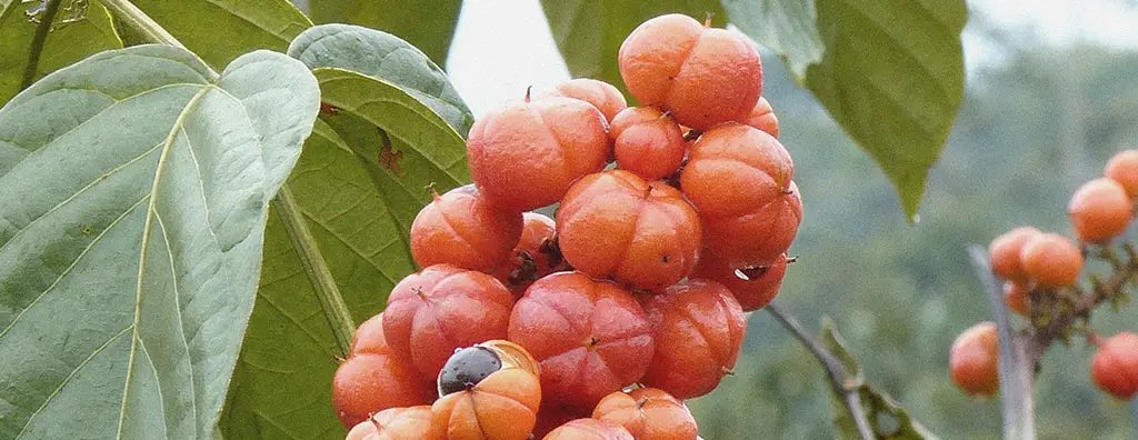 Guarana