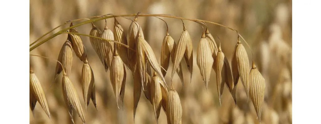 Oats