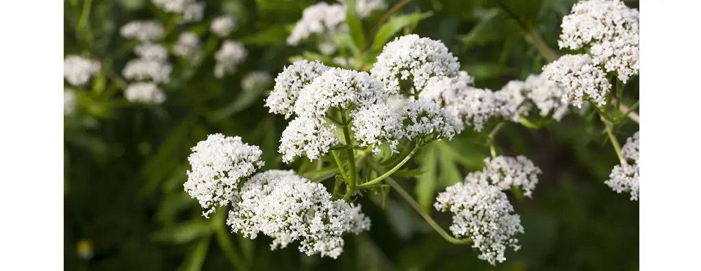 Valerian