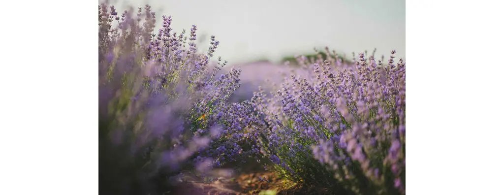 Lavender field