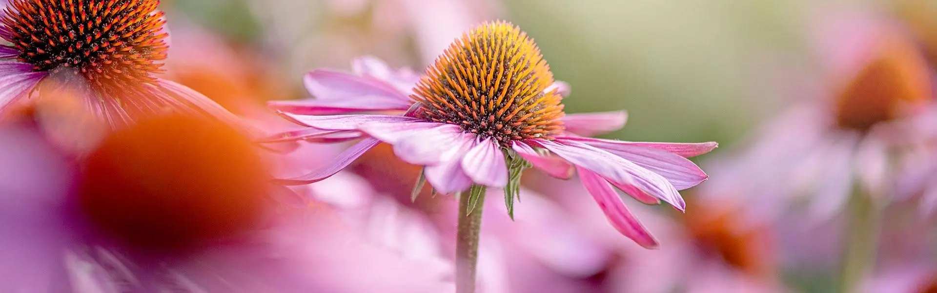 Echinacea