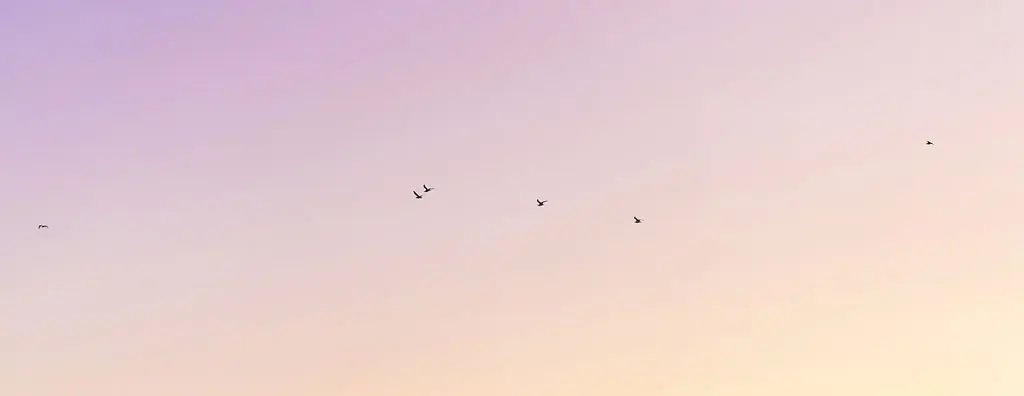 Birds in the sky