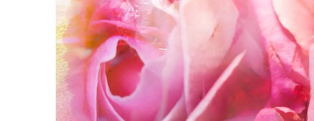 Macro of flower petals