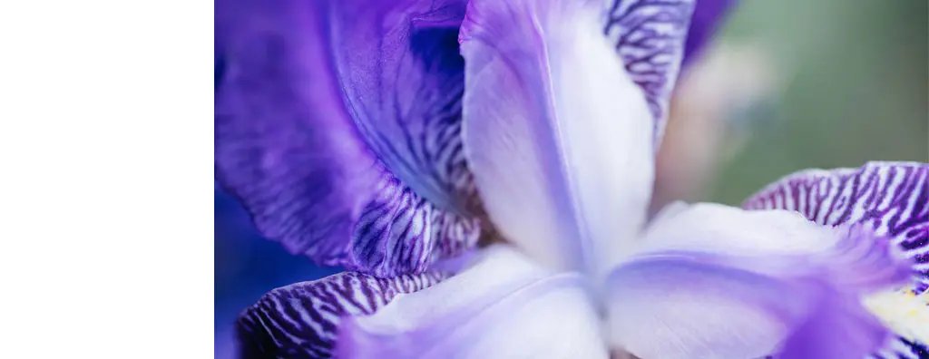 Macro of iris