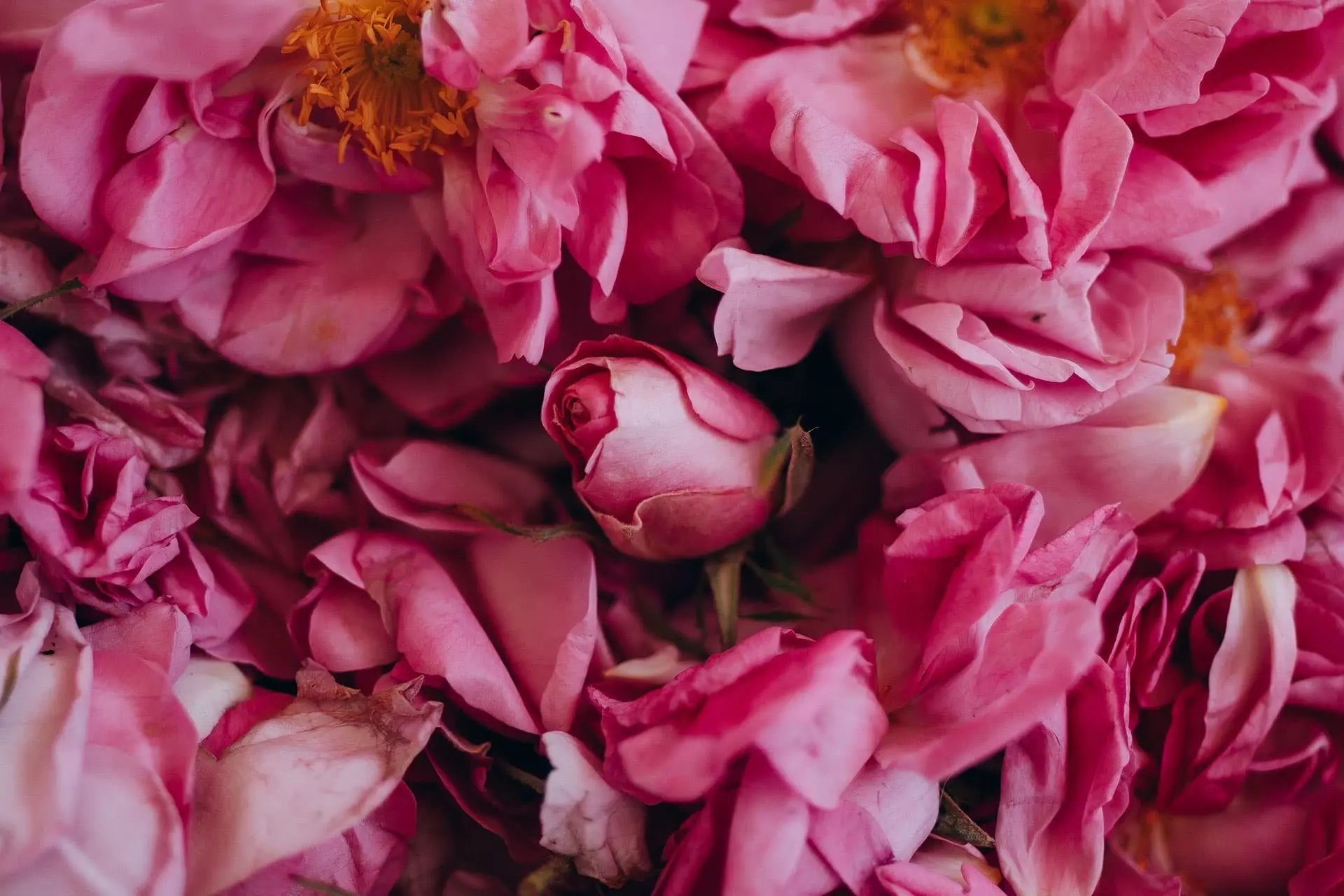 Roses