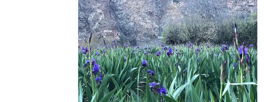 Field with iris