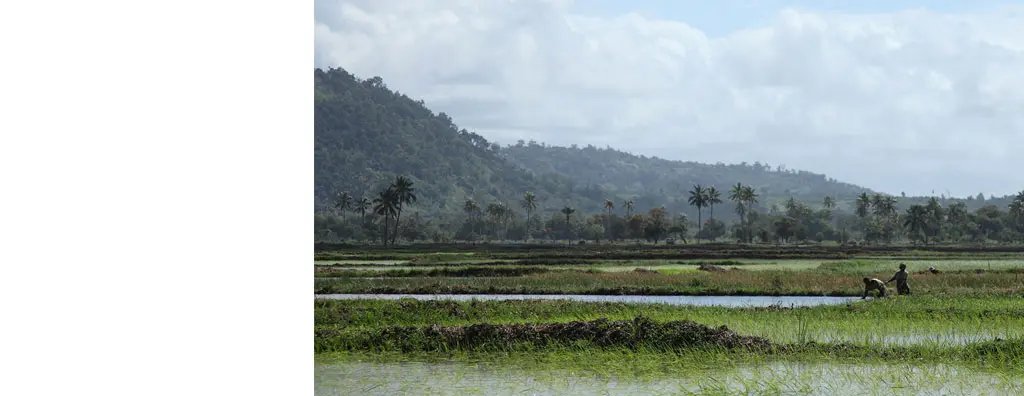 Rice fields