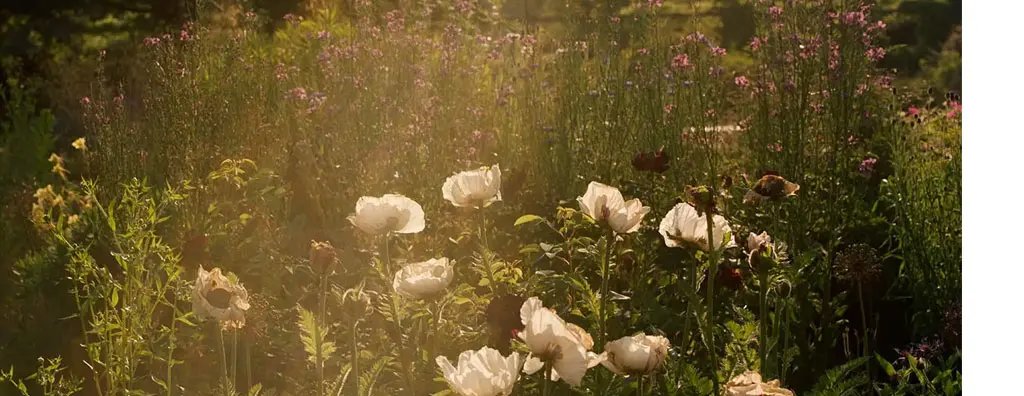 White poppies