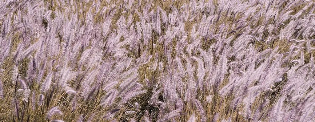 Pink field