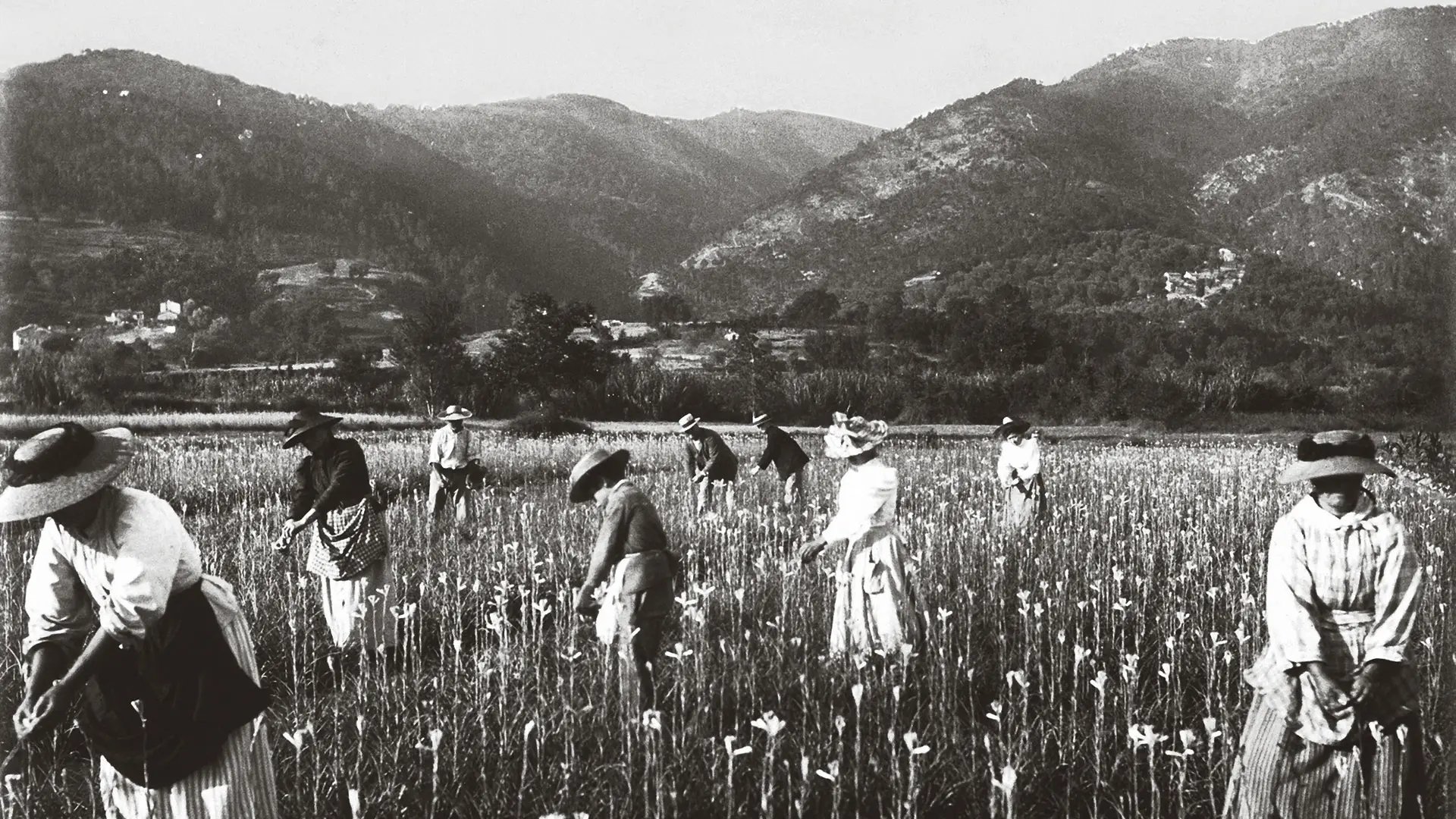 Harvesting tuberose