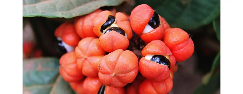 Guarana