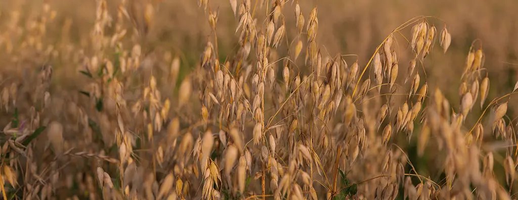 Field with oats