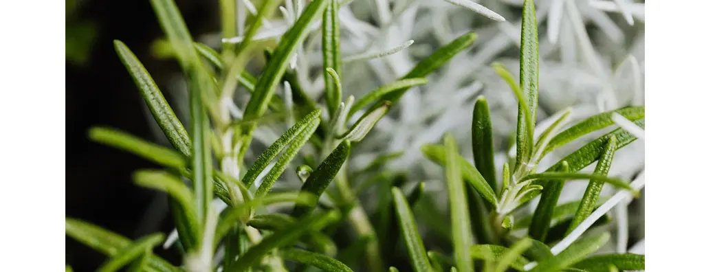 Rosemary