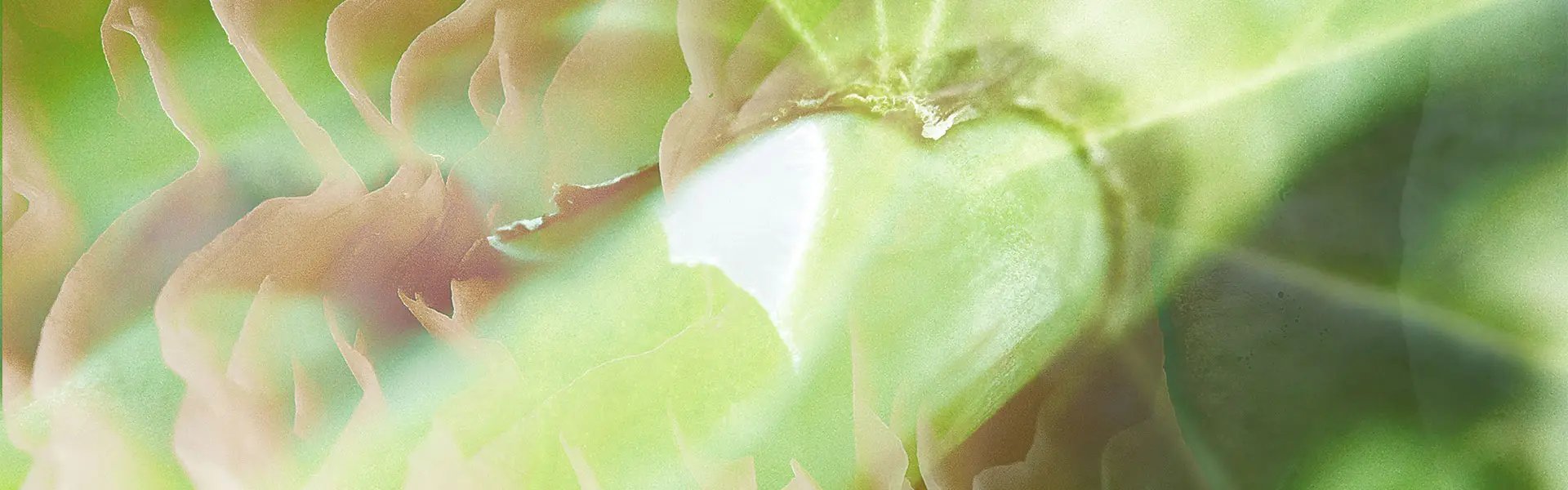 Artistic impression of the ingredient