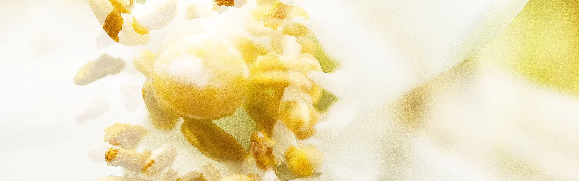 Artistic impression of the ingredient