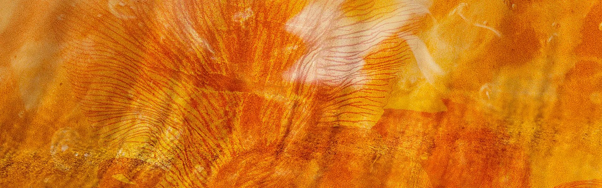Artistic impression of the ingredient