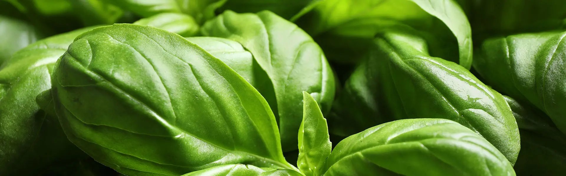 Basil plant