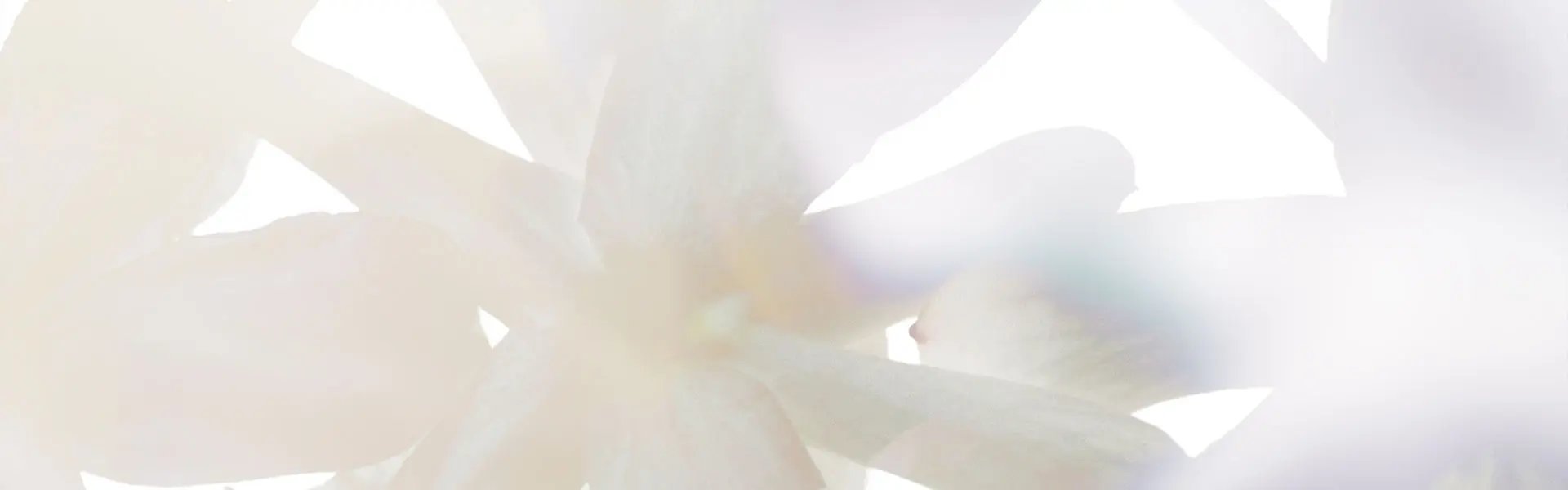Artistic impression of the ingredient