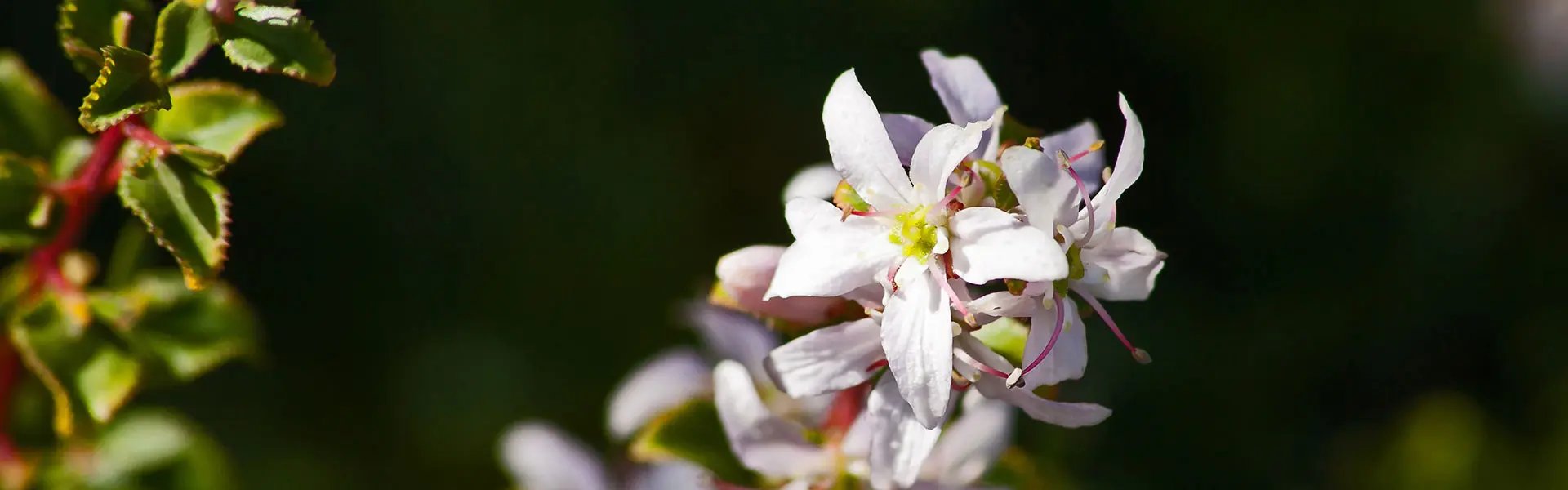 Buchu flowers