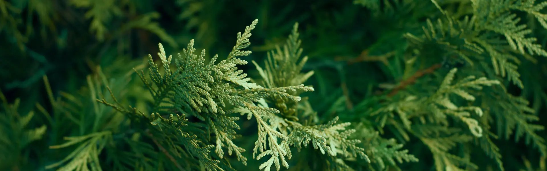 Cedar conifer