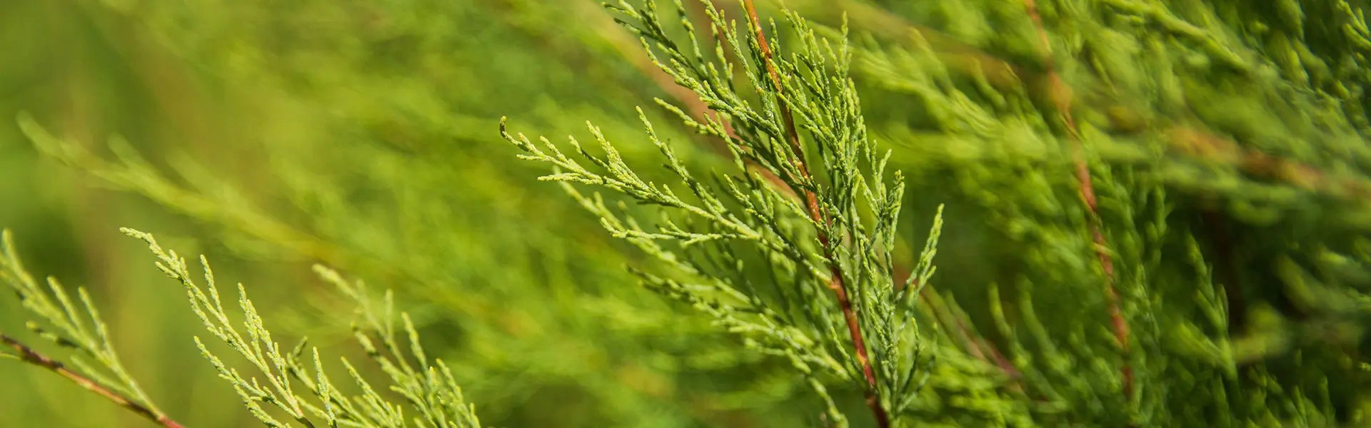 Detail of juniper