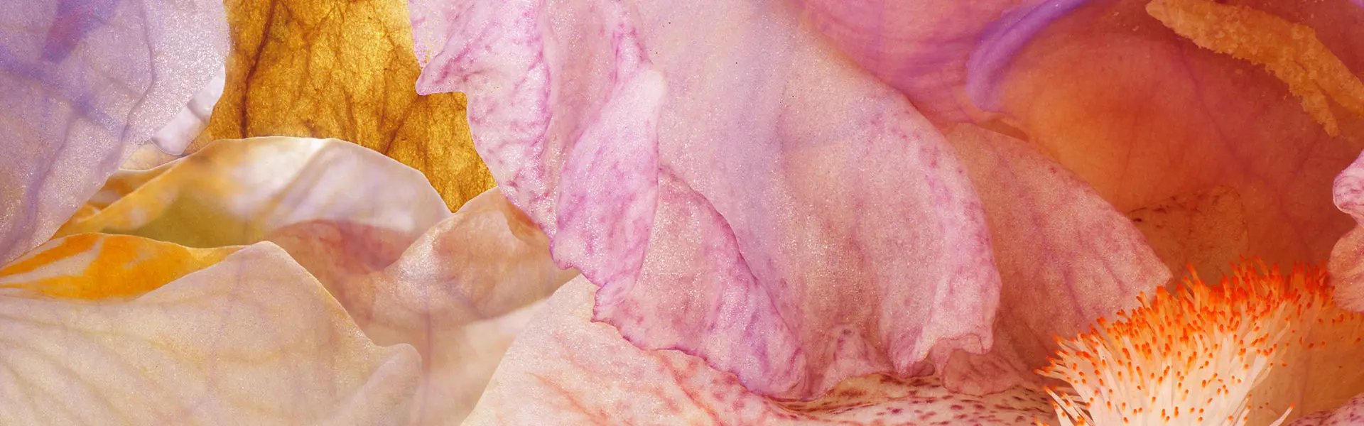 Artistic impression of the ingredient