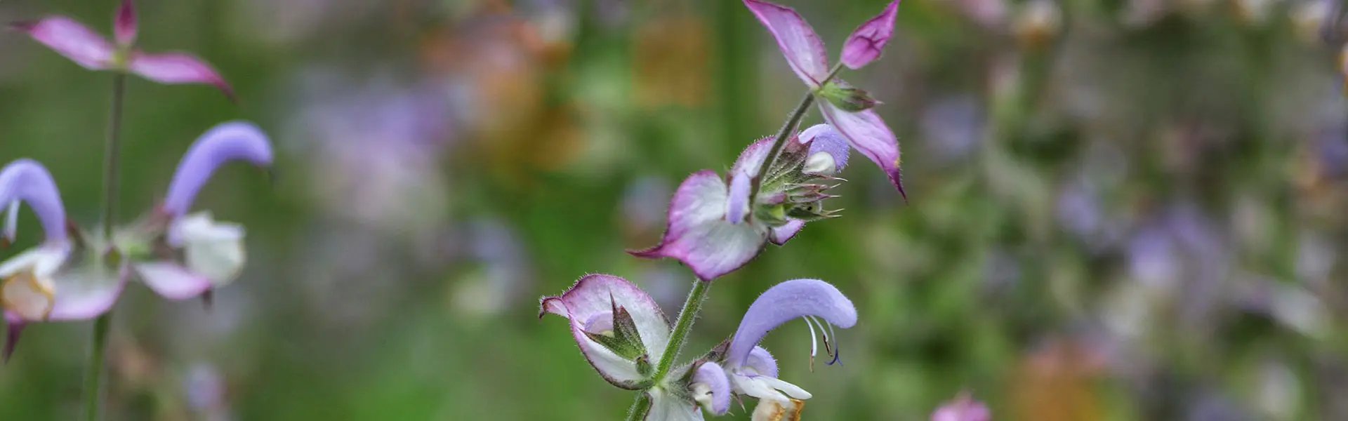 Clary sage flowers