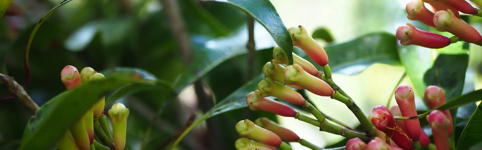 Fresh flower clove buds