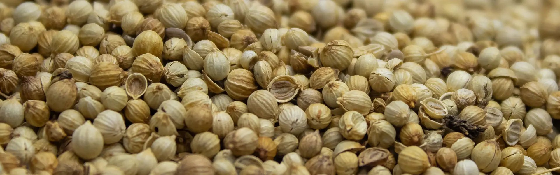 Coriander seeds