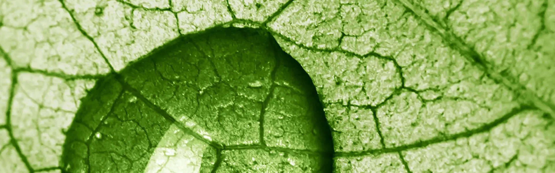 Artistic impression of the ingredient
