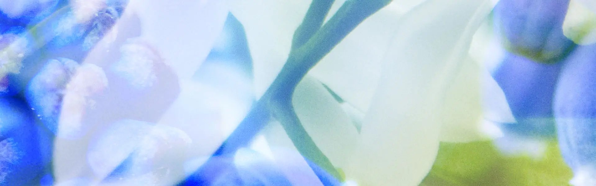 Artistic impression of the ingredient