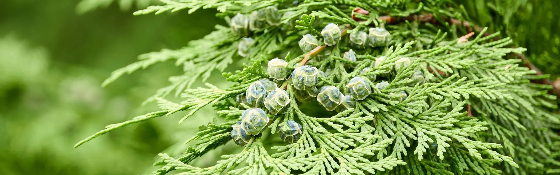 Detail of cypress conifer