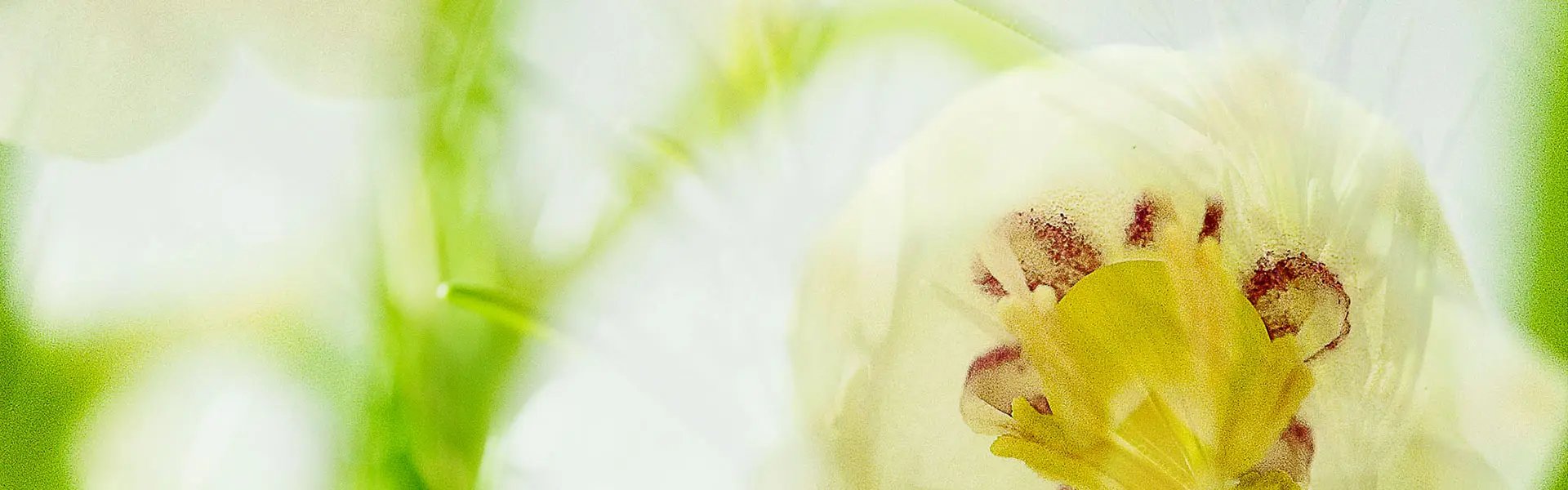 Artistic impression of the ingredient
