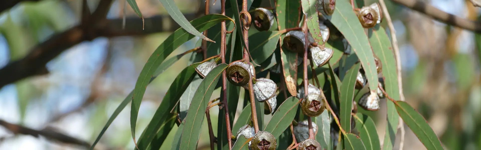 Detail of seed pods of an eucalyptus tree