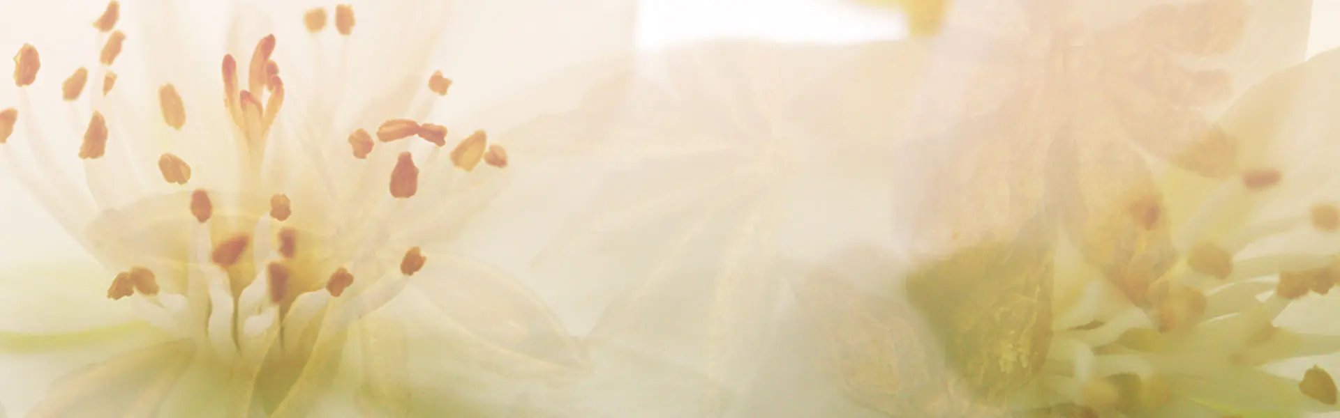 Artistic impression of the ingredient