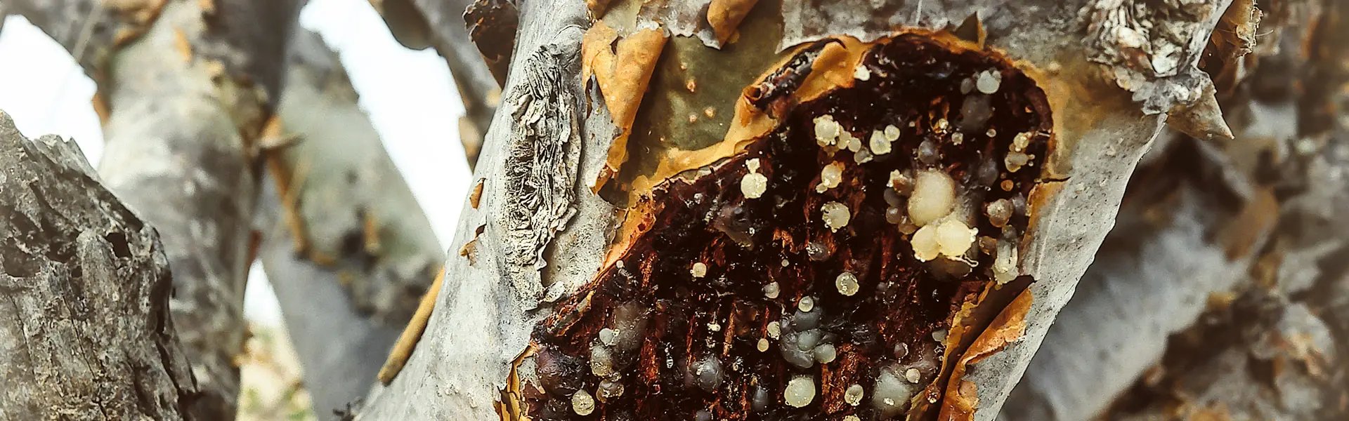 Frankincense resin