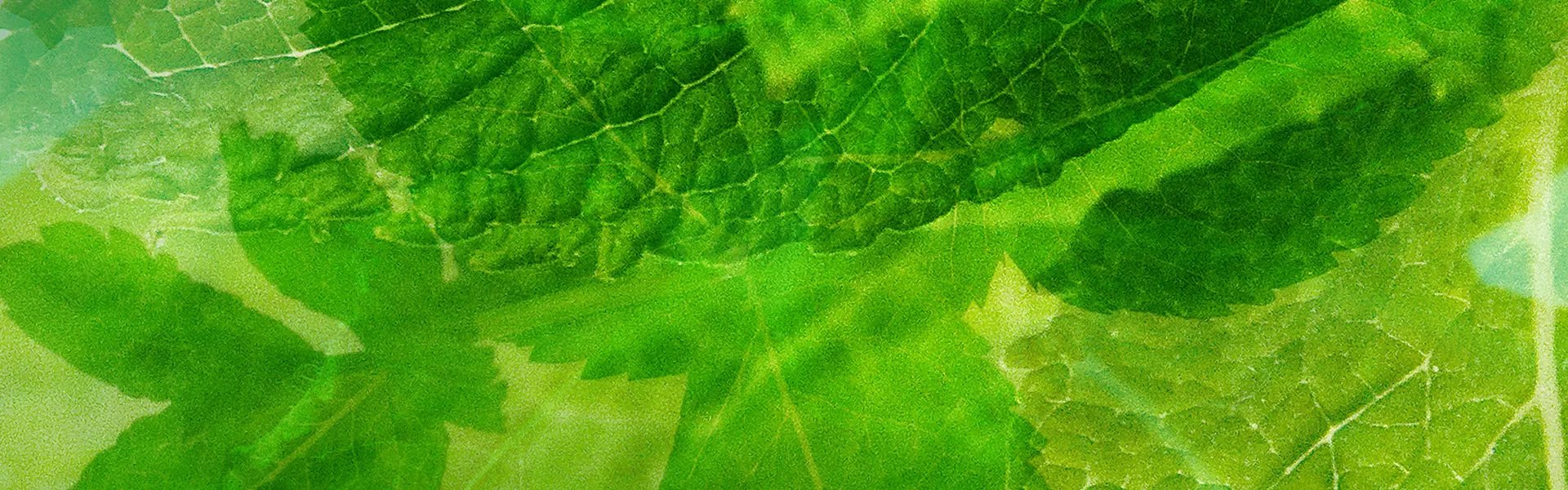 Artistic impression of the ingredient