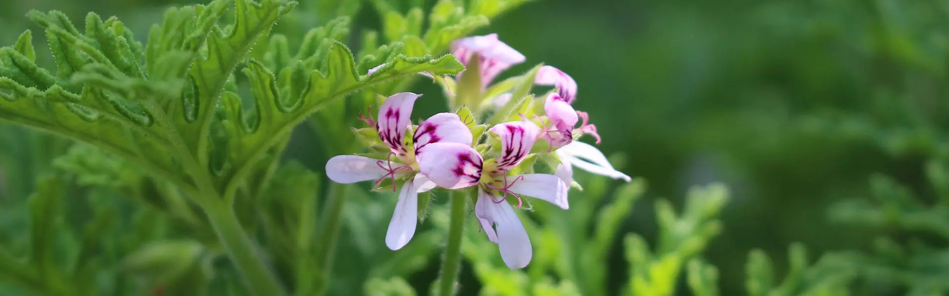 Geranium flower