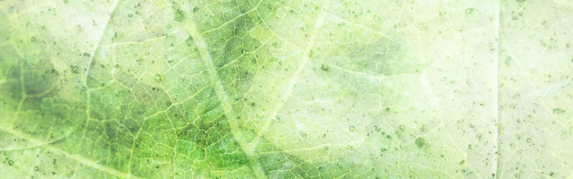 Artistic impression of the ingredient