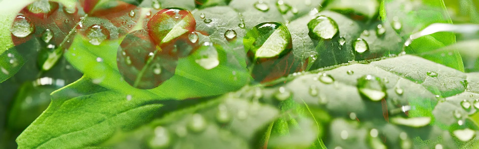 Artistic impression of the ingredient